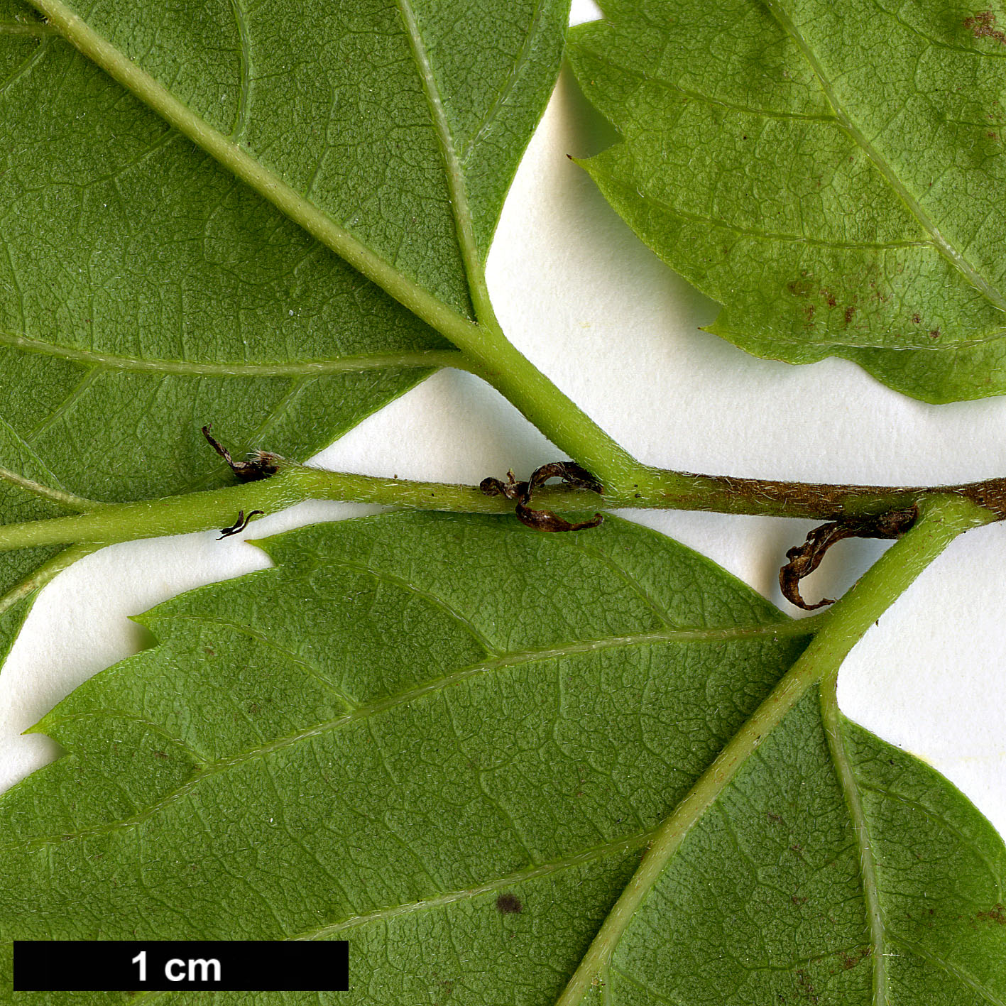 High resolution image: Family: Cannabaceae - Genus: Aphananthe - Taxon: aspera
